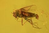 Detailed Fossil Fly (Diptera) & Oak Flower In Baltic Amber #50604-2